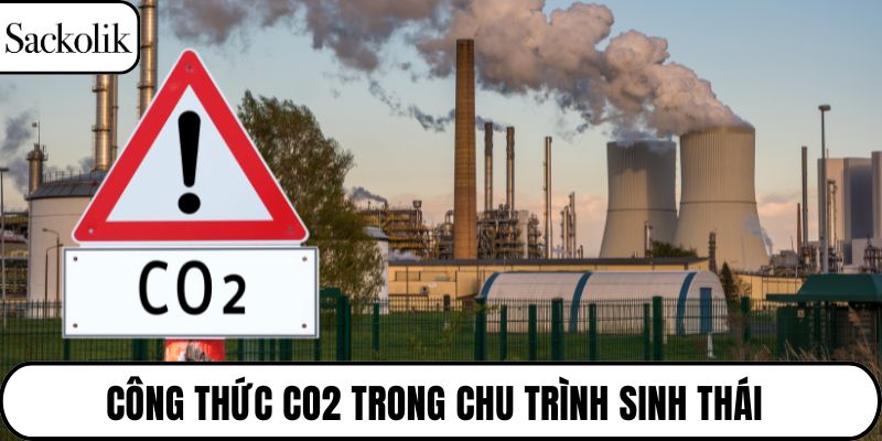 Công thức CO2 trong chu trình sinh thái