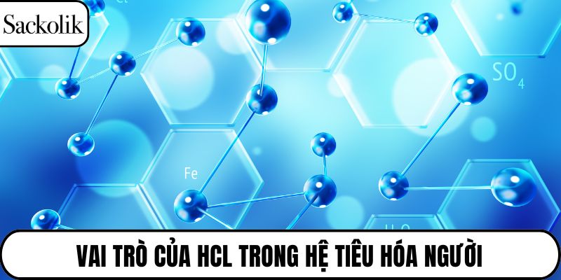 Vai trò của HCl trong hệ tiêu hóa người